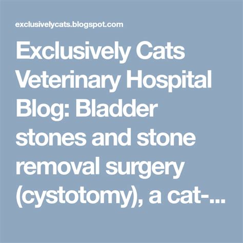 Exclusively Cats Veterinary Hospital Blog Bladder Stones And Stone