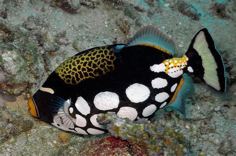 Clown Triggerfish Balistoides Conspicillum Other Names Big Spotted