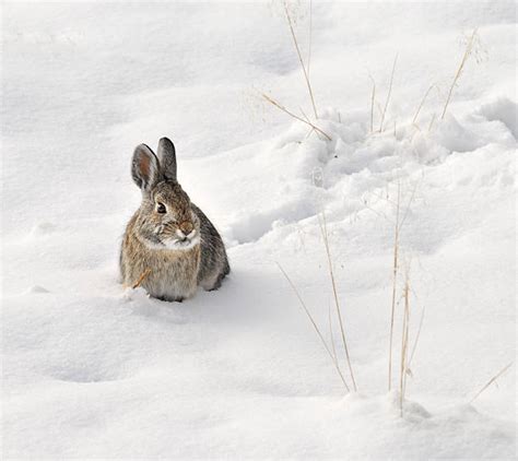 Royalty Free Snow Bunny Pictures Images And Stock Photos Istock
