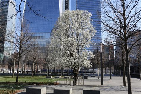 Survivor Tree Represents Resiliency Strength On National