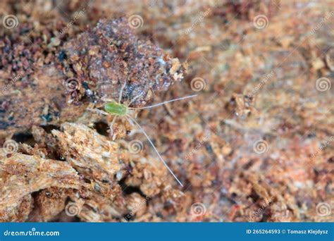 Mite Under The Human Skin Royalty Free Stock Photo