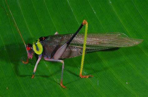 False Rainbow Katydid Euceraia Insignis Phaneropterinae Insect