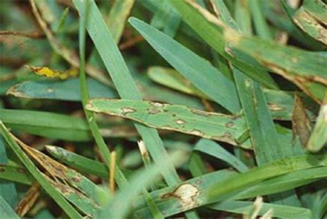 Gray Leaf Spot Is Caused By A Fungal Pathogen And Is Quite Destructive