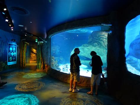 Photo Diary Sea Life Aquarium In Orlando Fl