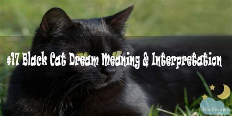 Cat dream meaning black cat in dream and dreaming of cats and in this video we you islamic dream interpretation in cat animal black cat. #17 Black Cat Dream Meaning & Interpretation