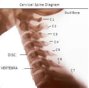 Which three areas of gray matter found in each cerebral hemisphere are important in helping to control the initiation and termination of skeletal muscle movements? Cervical Spine Diagram, Picture of Spine, Expert Neurologist