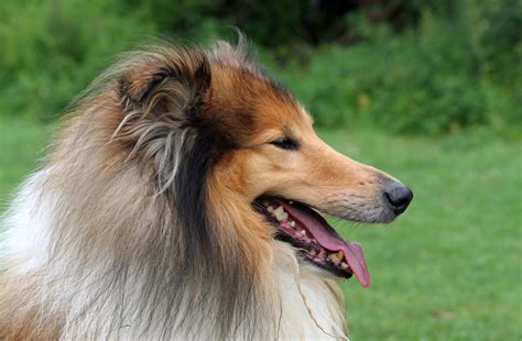 Rough Collie Training With Royvon Dog Training And Hotels