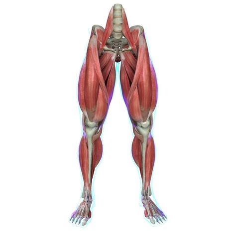 Human Leg Muscle Anatomy Medical Edition 3d Model Muscle Anatomy