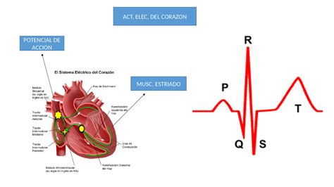 Actividad Eléctrica Del Corazón Diapositivas De Fisiología Humana