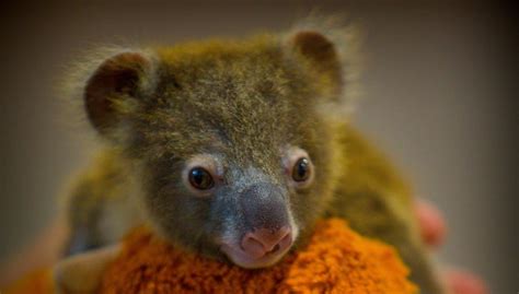 10 Interesting Facts About Koalas Wwf Australia Wwf Australia