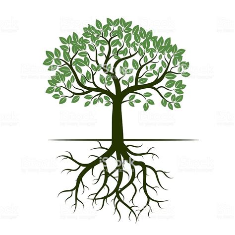 Green Tree And Roots Vector Illustration Ilustración De Raíces