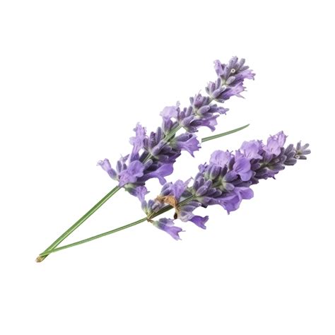 Lavender Flower Isolated 22149250 Png