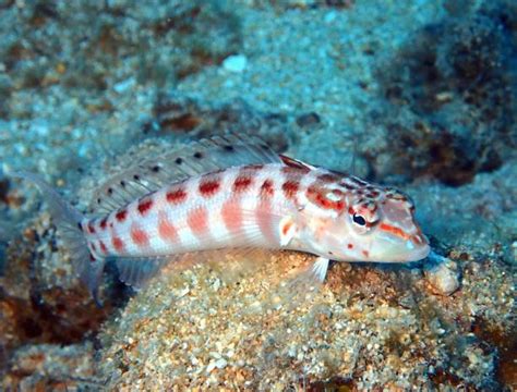 Red Spotted Goby Stock Photos Pictures And Royalty Free Images Istock