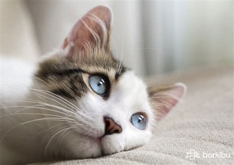 Simple Science: How to Make a Volcano with Kids