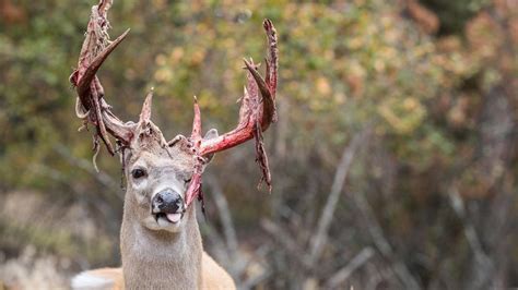 Amazing Photos Of A Buck Shedding Velvet Whitetail Deer Cool Photos