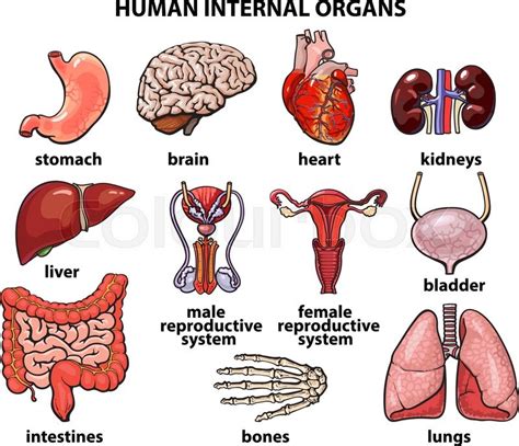 Human Anatomy Internal Organs Diagramfemale Internal Organs Female
