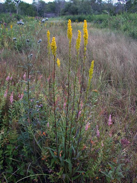 Bog Goldenrod Swamp Goldenrod Tennessee Smart Yards Native Plants