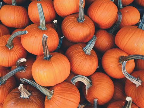 Your Guide To The Most Sustainable Halloween Wholesome Culture
