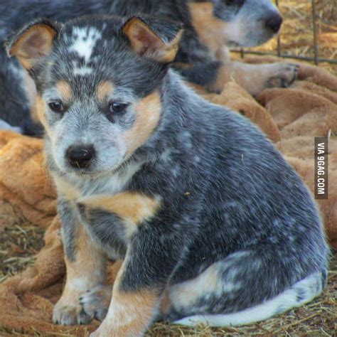 Blue Heeler Puppy 9gag