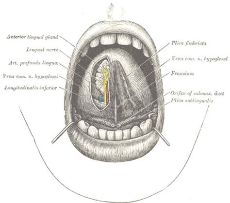 Frenulum Of Tongue Wikipedia