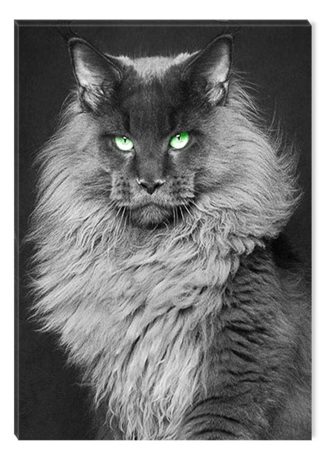 Maine Coon Cat Photography Felis Gallery Robert Sijka Artofit
