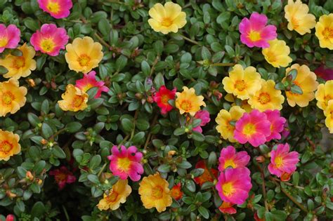 10 Most Beautiful Flowers To Grow In Hanging Basket Enkivillage