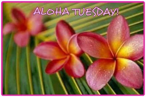 Aloha Tuesday🌸 Aloha Plants Plumeria