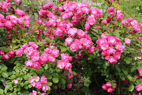 Rosenbüsche fangen im frühjahr an zu blühen. Rosen schneiden - wann erfolgt der Rosenschnitt im Herbst ...