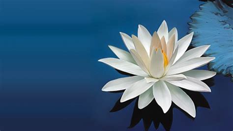 Lotus flower fairy hand painted material. Nature Wallpaper with Beautiful White Lotus Flower - HD ...