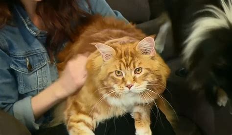 Maine Coon Named Omar In Running For Worlds Longest Cat