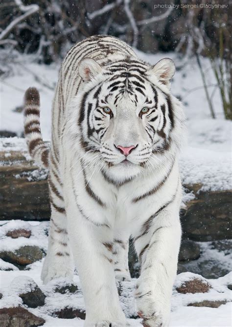White Tiger In Snow What Is The Taxonomic Classification Of The White