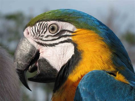 Endangered Species Tropical Parrots Endangered Animals Pet Birds