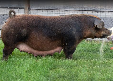 Sows Duroc Crossbred Yorkshire And More Torpedo Farms Swine