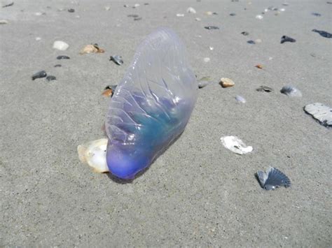 Portuguese Man-of-War | The Man-of-War is actually not a tru… | Flickr