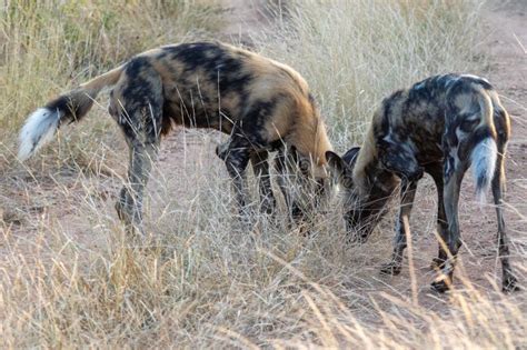 African Wild Dog Hunting Stock Image Image Of Wilderness 276871007