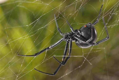 Sex Pheromone On The Silk Of Black Widow Females More Complicated