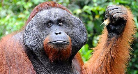 Borneo Ha Perdido Más De 100000 Orangutanes En Los últimos 16 Años