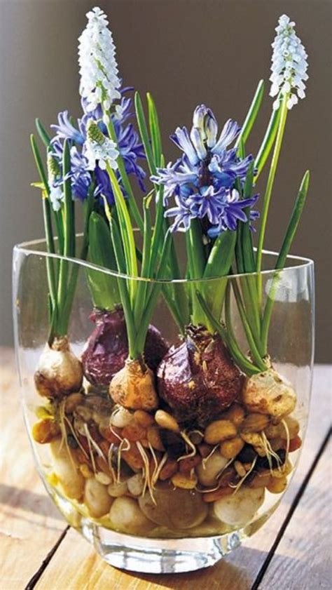 Forcing Spring Bulbs In Pots Flower Bulbs Indoors Growing Bulbs