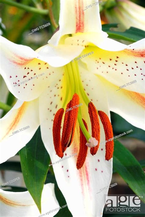 Lilium Garden Party Stock Photo Picture And Rights Managed Image