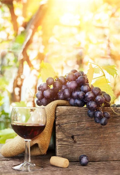Glass Of Red Wine With Fresh Grapes Stock Image Image Of Drink Glass