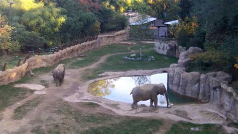 Elephants At The National Zoo Washington Dc 10212013 Youtube