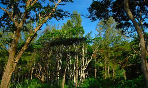 Beberapa hari lalu saya dan beberapa kawan mengunjungi pantai yang tersembunyi di lampuuk tepat nya di sebelah tebing lampuuk. Pantai Momong Lampuuk : Momong Destinasi Wisata Eksotik ...