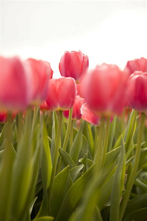 Shallow Focus Photography Of Red Tulips Under Cloudy Sky Tulips