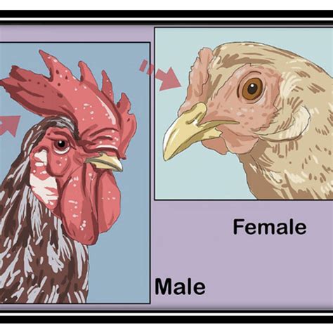 Shows The Difference Consider Temperament In Female And Male Chicks Download Scientific Diagram