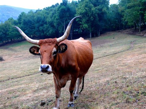 La Vaca Gallega Que Tiene Mejor Carne Que La De Kobe Y Está En Peligro