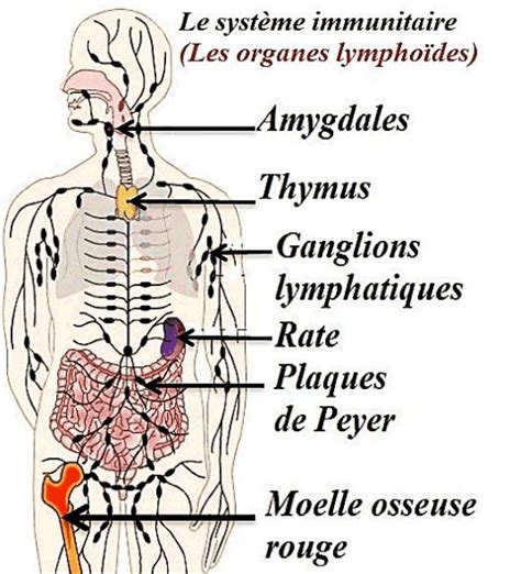 Les Organes Lymphoïdes Et La Coopération Cellulaire 3ac Pdf