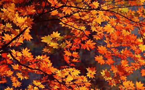 Autumn Leaves Wallpapers High Quality Download Free