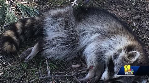 woman recounts attack by raccoon possibly infected with rabies youtube