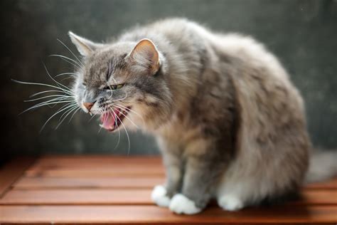 Natural Treatment Of Asthma In Cats Feline Bronchial Disease