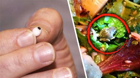 The Most Bizarre Things People Found Hiding In Their Food Youtube